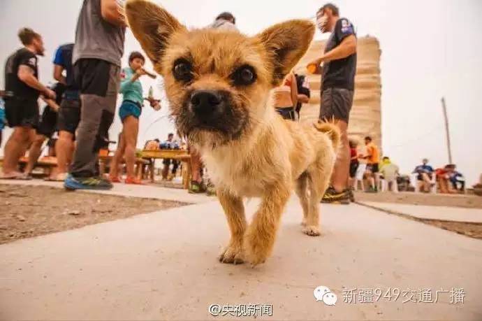 大连市最新寻宠启事：急寻走失爱犬，温馨寻回行动启动！