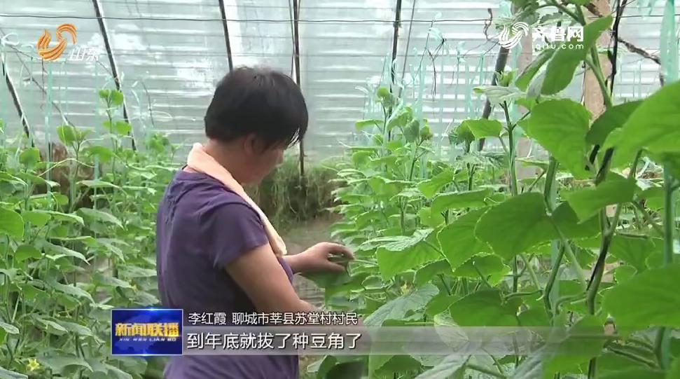 聊城市最新西葫芦市场价格动态一览