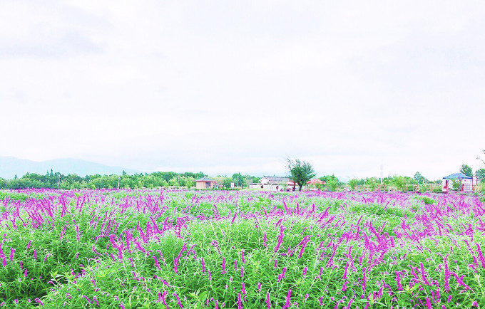 花语牧场实拍美图，尽享春日田园风光